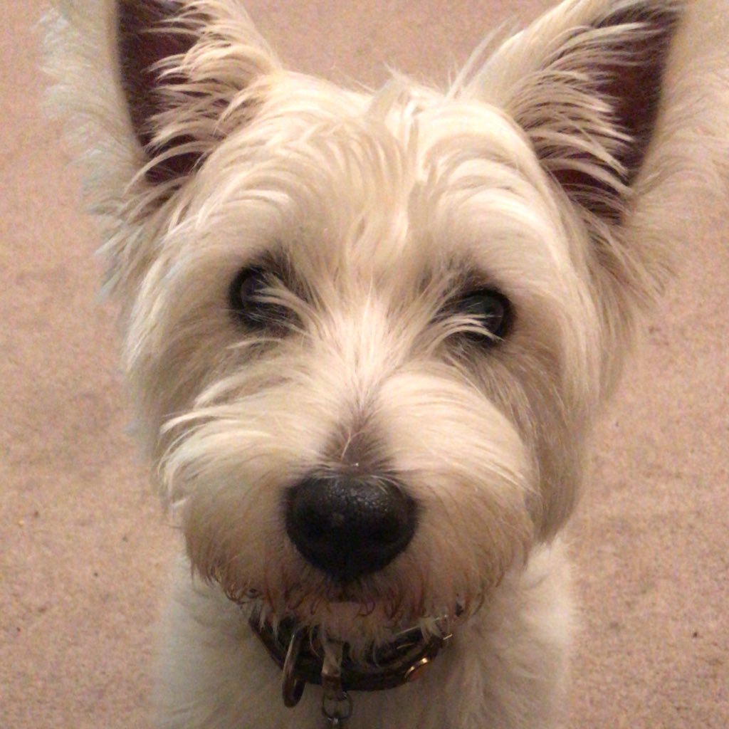 Fan of #Westies and all their antics!