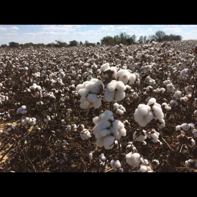 Global Commodity Supply Chain Manager. Cotton Trader