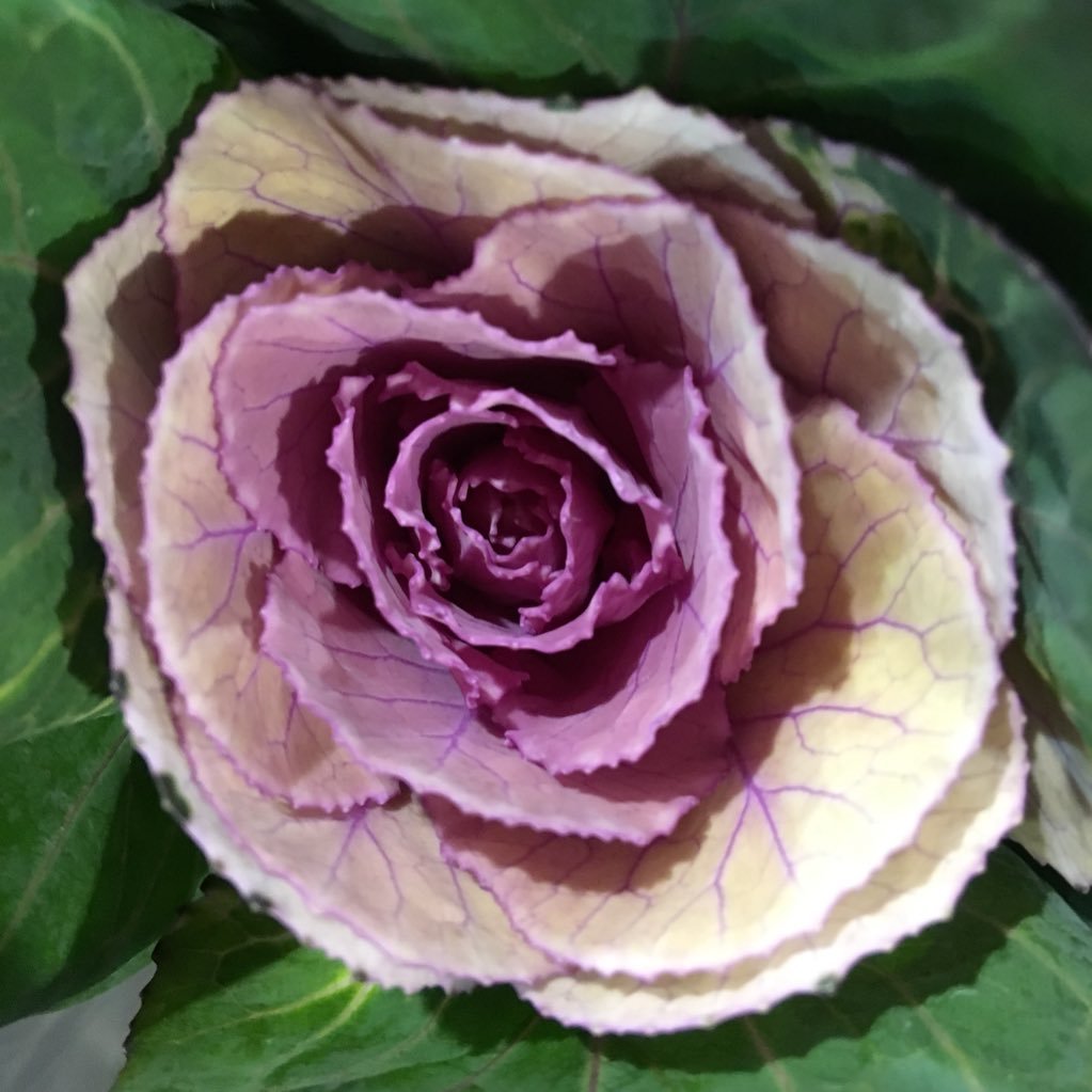 gtflowers's profile picture. The largest wholesaler of flowers, plants and florist sundries in the North of England. Trade only.