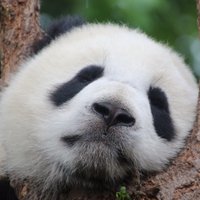 カヲリ/Kaworry (@kaworry) 's Twitter Profile