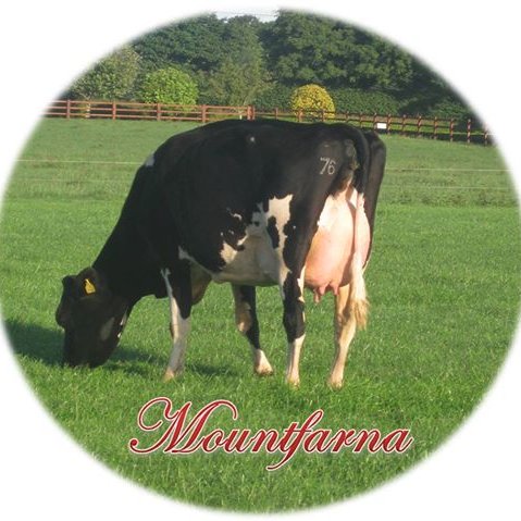 Mountfarna1's profile picture. Pedigree Holstien Friesian Herd based in West Cork in the South West of Ireland. Grassbased system and run commercially while milking with a Lely A4 robot.