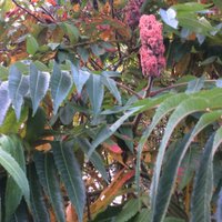canadiansumac (@forest10000) 's Twitter Profile Photo canadiansumac (@forest10000) 's Twitter Profile Photo