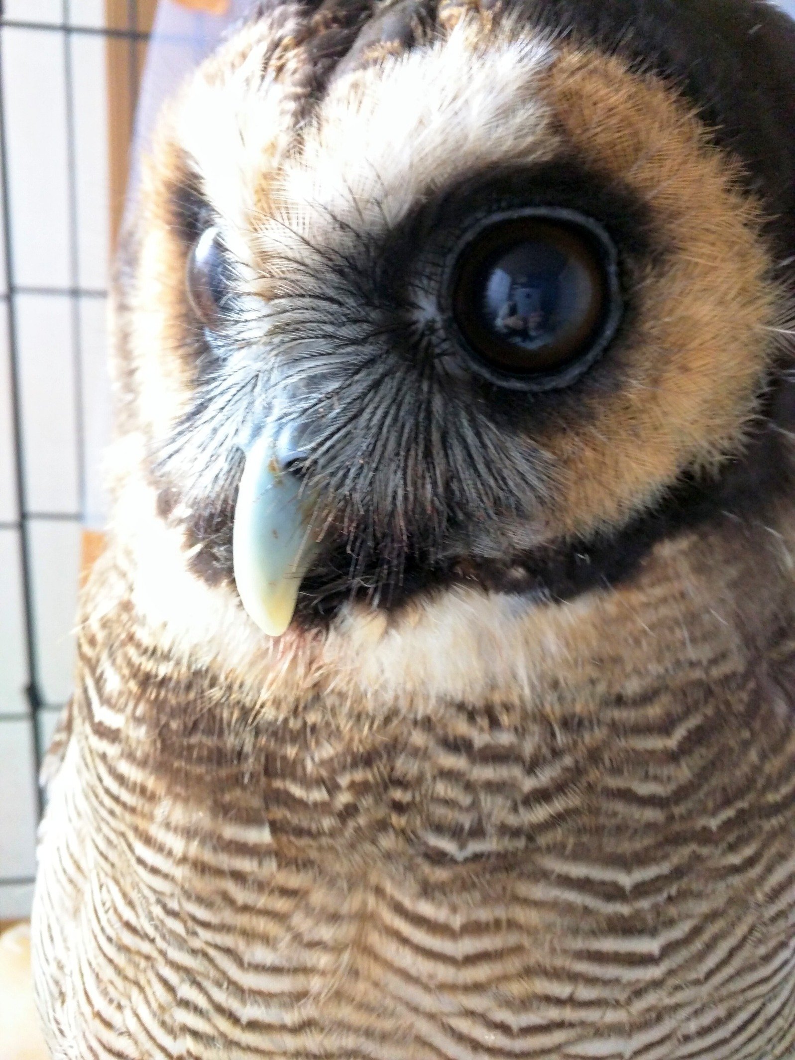 ファラオハウンドとアザワク。猫 猛禽インコ 爬虫類 両生類 ねずみ モルモット等多種多頭。犬ネタ多め♥️
動物取扱業有 ごくまれにモルモットをブリードしています→@animatesemy
好きなように生きてます。滅亡迅雷が好き。
特撮、遊戯王、ロリィタ、犬種オタ、腐、アセク、レイヤー