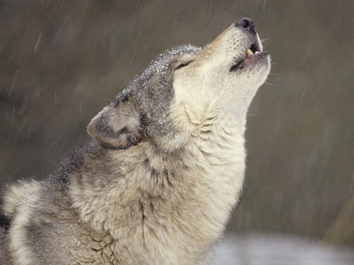 MercelProust's profile picture. 苦逼程序猿，关注开源，关注各种技术，想要从驱动写到后端