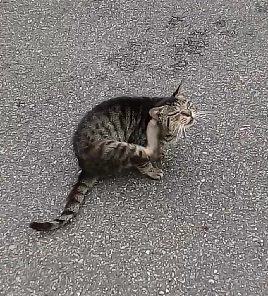 m_k0en's profile picture. 下手ですが株やってます。
十年前mixi 2121でテンバガー。その後インフォテリア、アステリア 3853で約-3000万溶かしました。
アステリアはこの十年の勘でコツコツ売り買いしたいと思います。