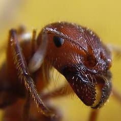 Insekten sind die besten Tiere auf diesem Planeten.