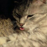 ヴィーナさん (@dofdvnehg0bpq9x) 's Twitter Profile