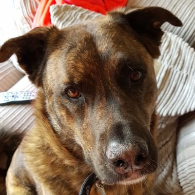 Rozzy75's profile picture. Mum of 16 yr old son and 4 yr old dog. Never stop loving, laughing and learning. #GoTeamSky