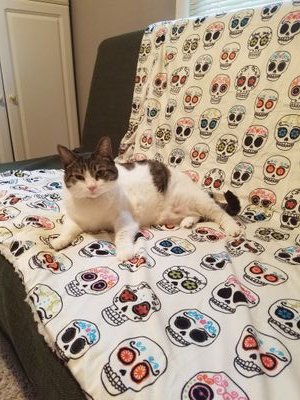 2 Moms, 1 Annoying Brother. Spend my day licking plastic, chasing foam balls, and napping. Likes: Moms, wet food. Dislikes: empty bowls, claw trimmings.