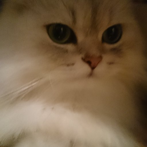 BlackcatP99's profile picture. 