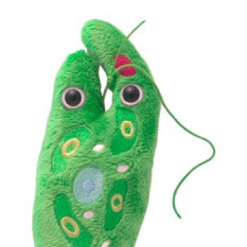 just another young unicellular organism with two friends @AMYAMOEBAA @PERRYPARAMECIUM