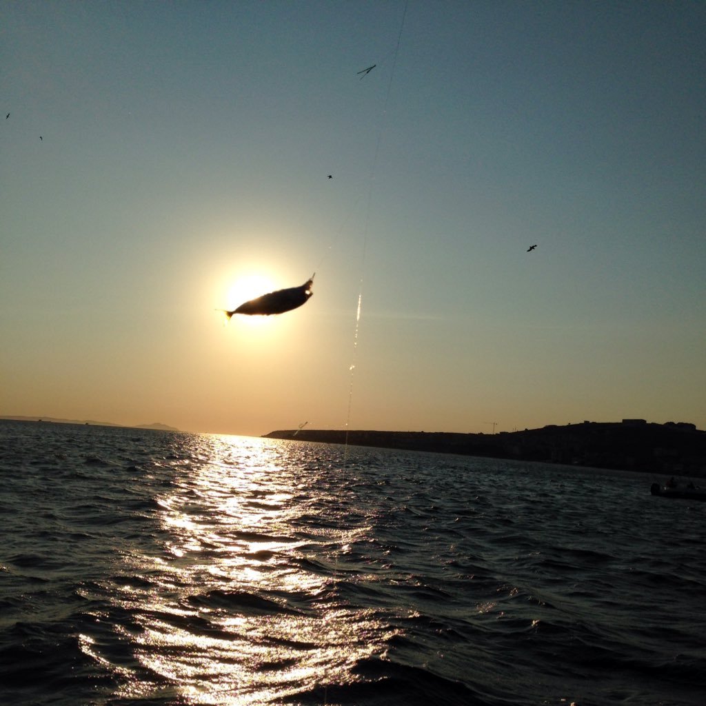 dikenlicactus's profile picture. Aydın Şarki