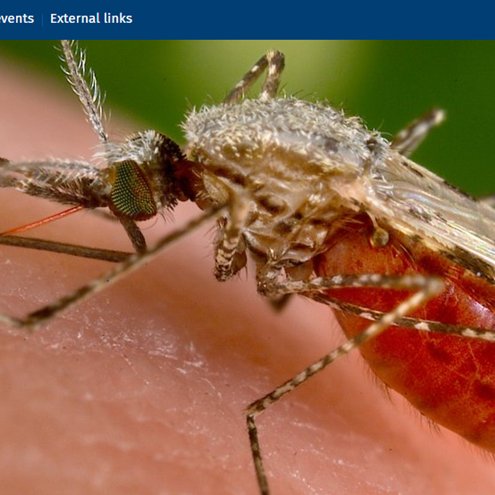 ICE_Malaria Profile Picture