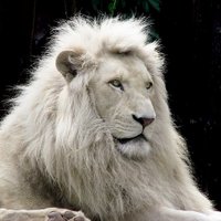 SEMF (@greycinder) 's Twitter Profile