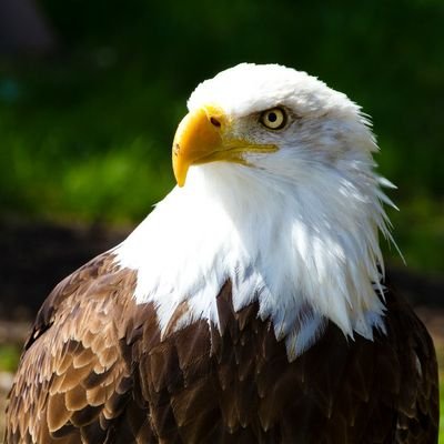 🌊🌊 Be the American eagle that scared Trump and his kind!  Stand for honor, strength, kindness, knowledge, & justice.  Fear, bigotry, and hate weaken us. 🌊🌊