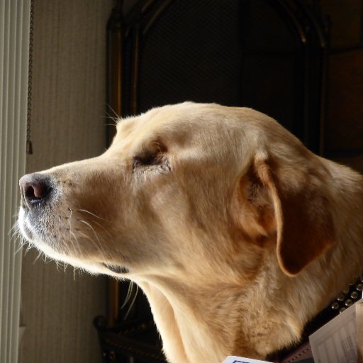 WhisperingPinz's profile picture. 