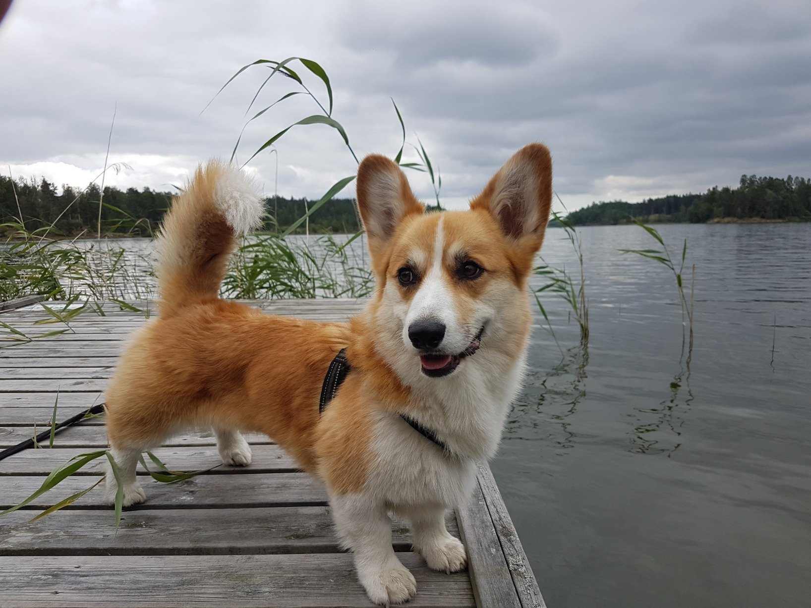 Cute af Pembroke Welsh Corgi