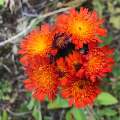 RobertL62790462's profile picture. Dogs. Lots of dogs.