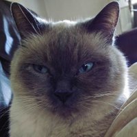 Sandi Palma (@sandigram77) 's Twitter Profile