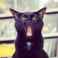 石井千湖 (@ishiichiko) 's Twitter Profile Photo