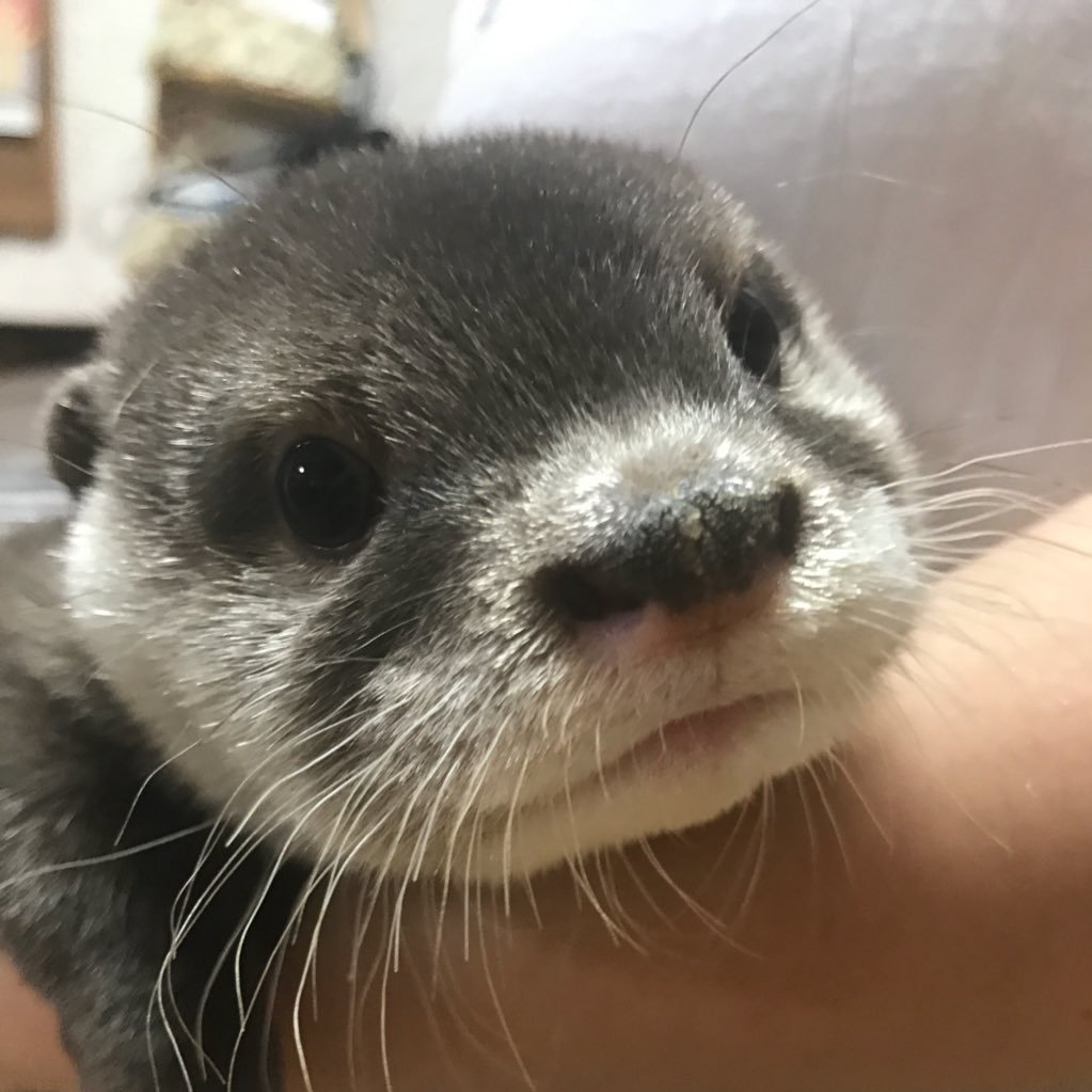 カワウソのウーちゃんの日常の様子を呟いていこうかなと🎵マイペース更新していきます😊2017.5.28生まれの♀ 性格は甘えた寂しがり屋の活発ちゃんです🤗 西日本の芝生がある公園に出没中🎵(※動画の転載などはお辞め下さい)