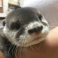 カワウソのウーちゃん(@Otter_Uchan) 's Twitter Profile Photo