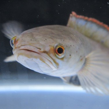 熱帯魚ショップ
アクアハウス モノトーンです。
こちらでは最新入荷や何気ないスタッフの日常のつぶやきを更新していきます。