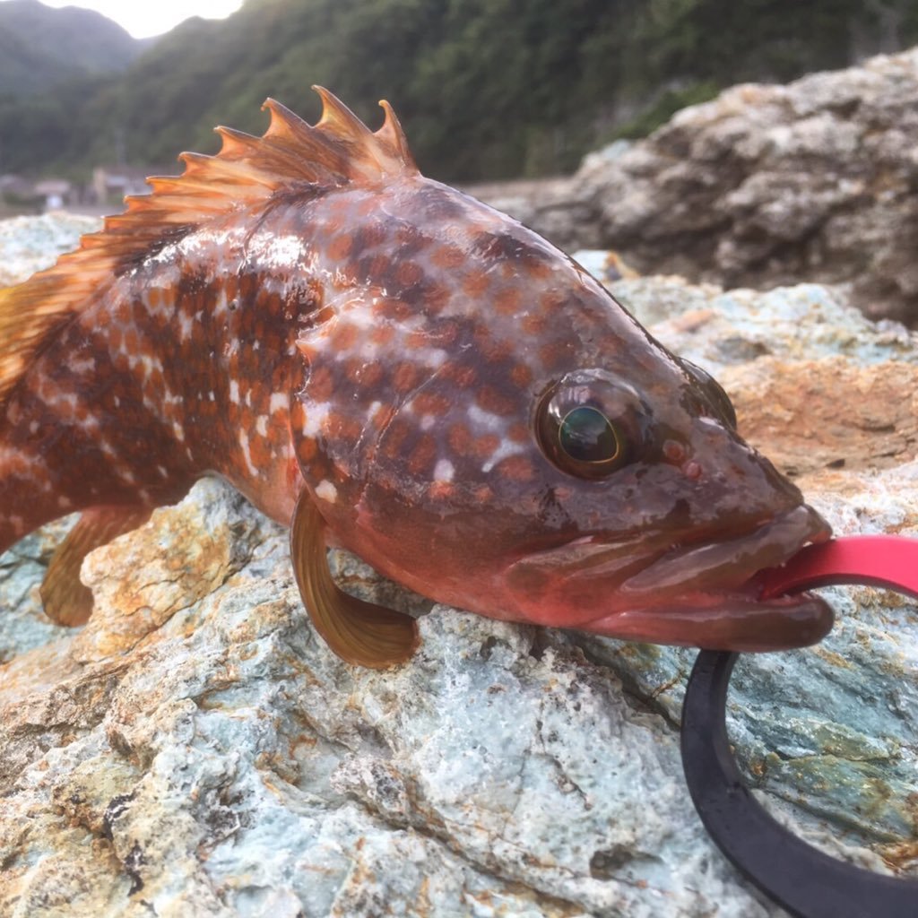 0ther_Bear's profile picture. 釣り好きサラリーマンおっさん 好きなことを堂々と！