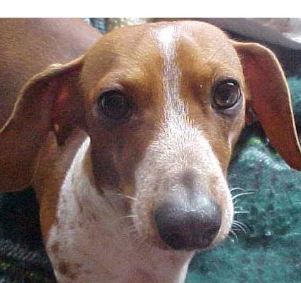 I am a piebald dachshund rescued by my awesome mom when I was 3 months old.  I love her very much!