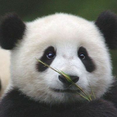 ammadeth's profile picture. ETH