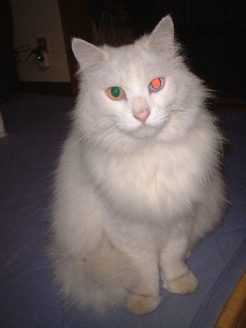 猫好き。かわいい物好き。ベランダガーデニング中。自分磨きの卯年にしたいな。