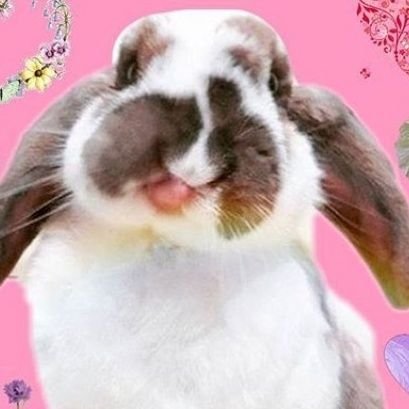 Memories of Coco the bunny🌈
September 1st, 2011 - March 21st, 2023🌈
Instagram 🐰berryminttea💖