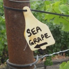 🍷Seagrape Wine Company is a nano-winery producing very small lots of wine from Santa Barbara County's coastal vineyards.