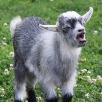 LeBaron (@lebaron_357) 's Twitter Profile