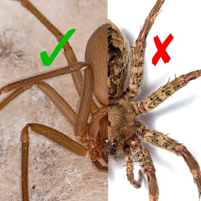 brown recluse vs wolf spider