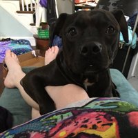PhillyAdopt (@phillyadopt) 's Twitter Profile Photo PhillyAdopt (@phillyadopt) 's Twitter Profile Photo