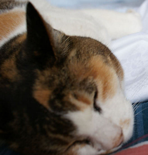 netoichi's profile picture. ガジェット猫好き 、システム構築やらなんやら、グリンピースは悪魔の実