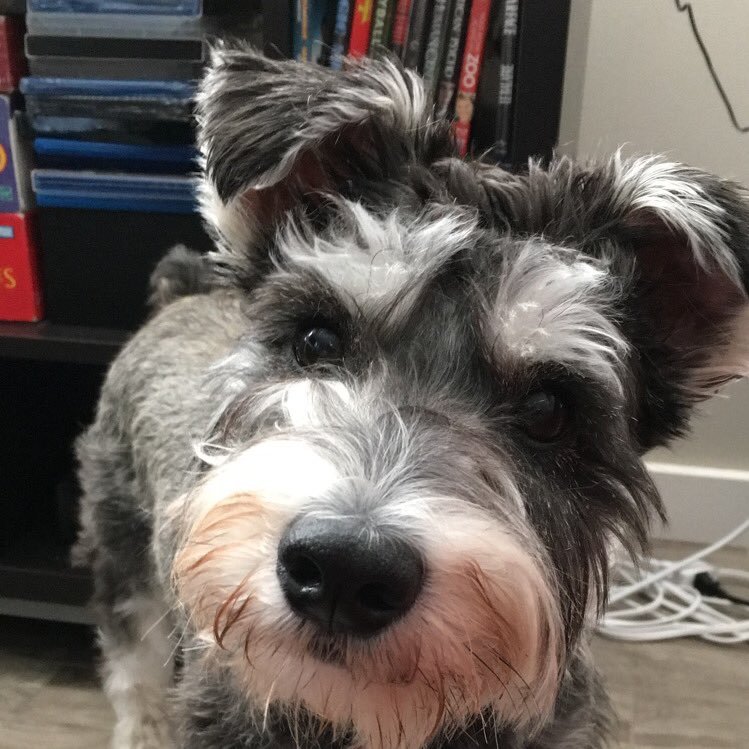 Mini schnauzer born and raised in the prairies of Alberta. loves pulling on the leash, cleaning up crumbs, & cuddles during sleepy time. Follow me on Instagram!