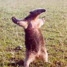 uehaukun's profile picture. ぴよに送ったリプライを消さない うえはう(ベイン)の元サブ垢