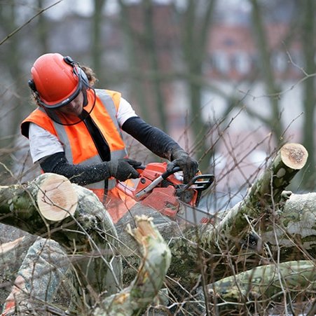 treeremovalHous's profile picture. 