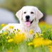 Pet Tips (@nguyenchaulv) Twitter profile photo Pet Tips (@nguyenchaulv) Twitter profile photo