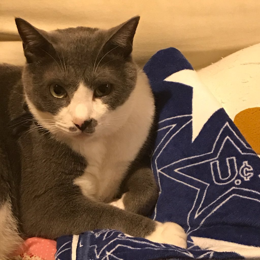 Mahina_Makani's profile picture. ユニコーン、民生、猫、本、ハンドメイド、旅行、おいしいもの、かわいいもの、楽しい話。ニコラとオレオのおかあさん