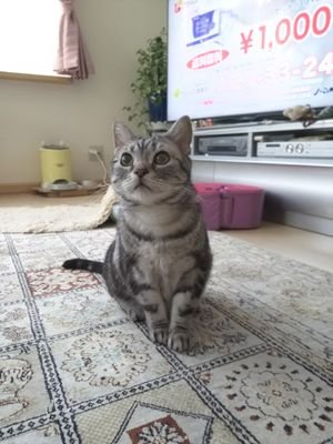 猫大好き。
現在はアメショーの男の子るいの日常を投稿してます！

歴代猫😺1代目翔太、行年14歳😿。２代目りく、行年14歳😿。3代目のるいは2021年9月２日生まれです。