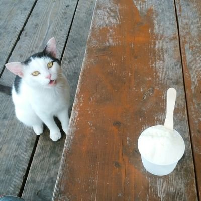 うさぎ飼いたい。最近は自転車で走ってる。