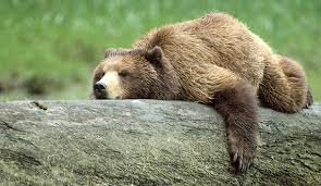North American Brown Bear currently house bear in residence in North Worcestershire, views my own, not my owner's. Retweets are not an endorsement.