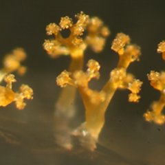 Highlighting scientific articles about #myxobacteria. Managed by the Nan lab @NanlabT