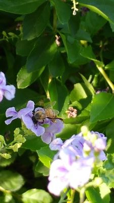 Scarborough_2nd's profile picture. Mother of Marvelous 4, and a Whimsical Wife