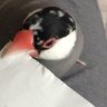MiyaMiyanto's profile picture. 愛するもの 自由、地球、自然、鳥、動植物、美しいもの。嫌いなもの メガソーラー、風力発電、戦争、自然と地球を破壊するもの。たくさんの人々に助けられて生きています😌 現世の旅人🌏 出版関係自営業🌿 ウロコインコのくうちゃん2015年2月生まれ10歳✨