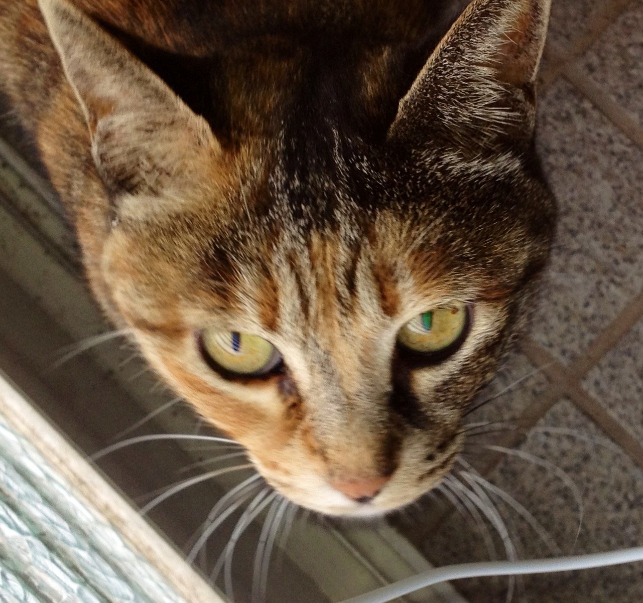 Neko_Daisukis's profile picture. 最近はアイドルのまねきケチャにハマっています。 推しは中川美優！ 推しが一緒の方仲良くしたいです。