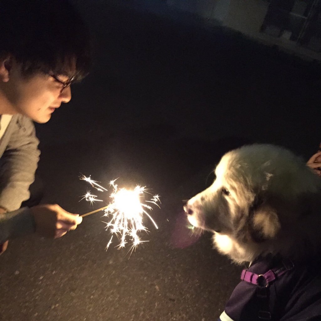 犬助 ベリンゲイ ベリンゲイ ベインブリッジ反射 二次会 犬助 ベリンゲイ ベリンゲイ ベインブリッジ反射 二次会